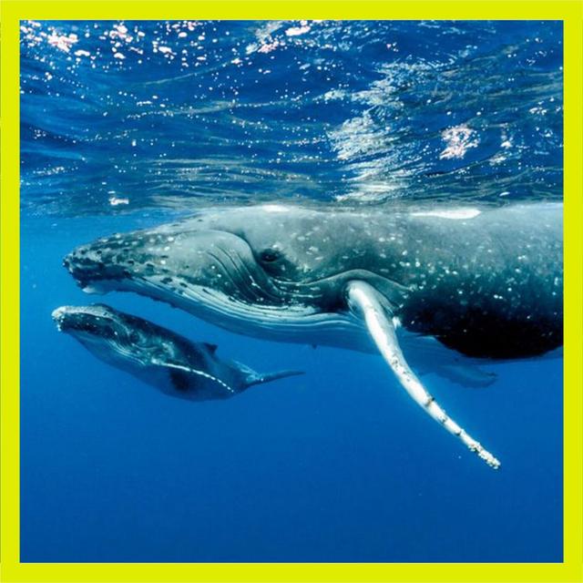 DeepSeek : la baleine dans la mare - podcast episode cover
