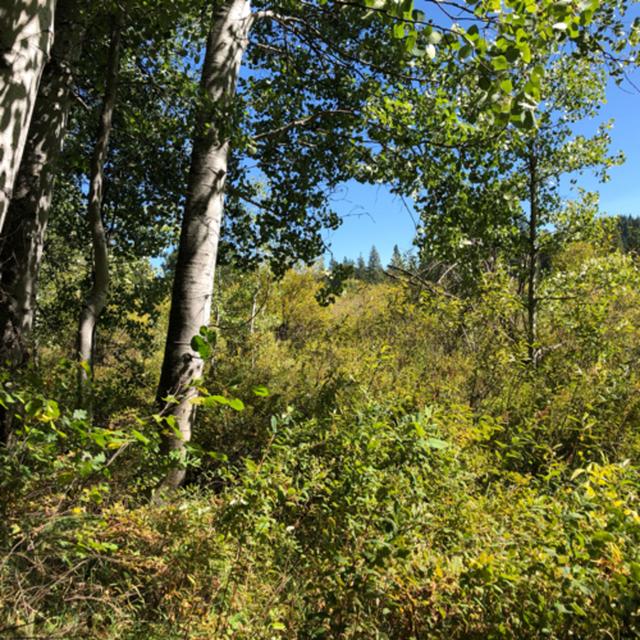 Episode 28: Breezy Aspens at Meadows' Edge - podcast episode cover