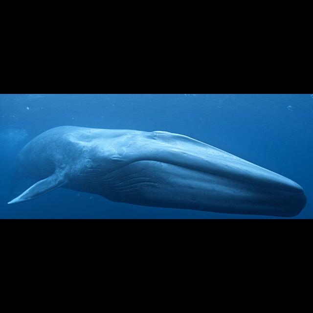 Episode 306: Behemoths of the Sea, Blue Whales - podcast episode cover