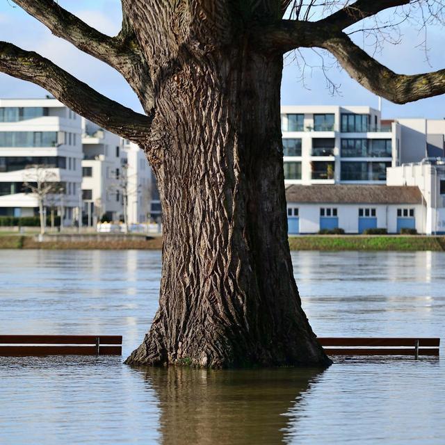 Extremwetter und Klimawandel, Gesundheitsrisiko Luftverschmutzung, Schädlinge im Museum - podcast episode cover