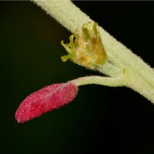Oaks Are the Beasts of An Ecosystem! A Discussion with Dr. Andrew Hipp - podcast episode cover