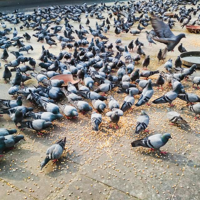City Birds: Big-Brained with Few Offspring or Small-Brained with a Lot - podcast episode cover