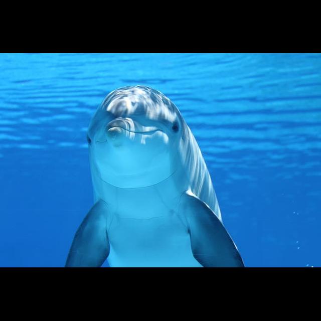 Episode 233: Blown Away by the Bottlenose Dolphin - podcast episode cover
