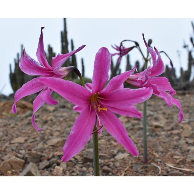 Chilean Fog Deserts, Biogeographical Islands, Nolana Diversity, Candy Diets - podcast episode cover
