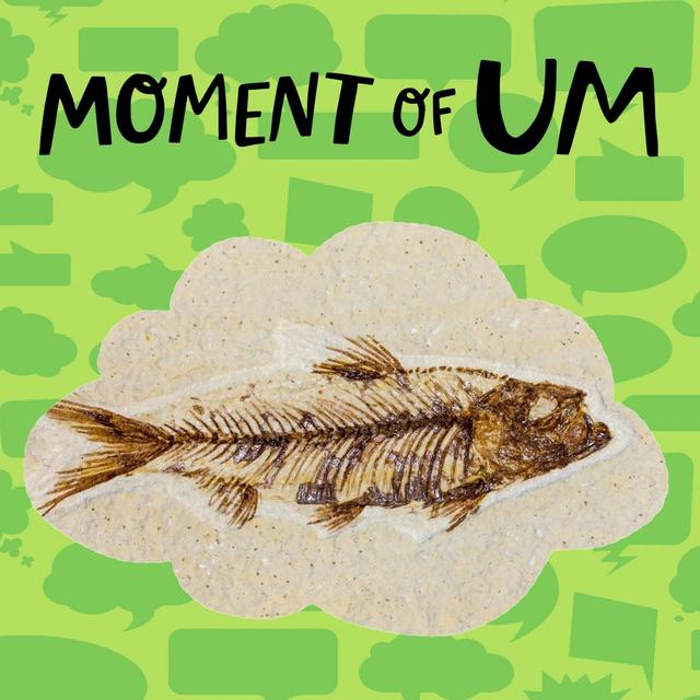What happens when paleontologists find a fossil? - podcast episode cover
