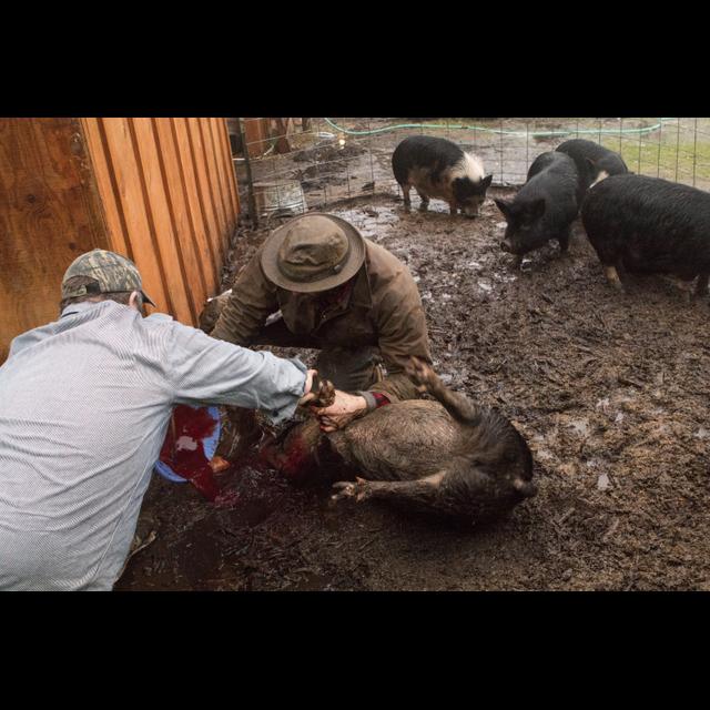 Ep. 32: Slaughter Stories and Sustainability, Part 1 - podcast episode cover