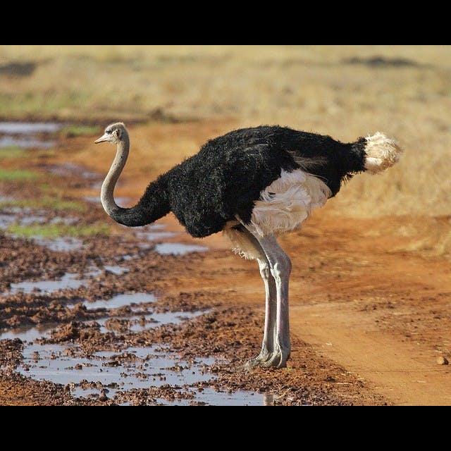 Episode 167: A Survivor, the Ostrich - podcast episode cover