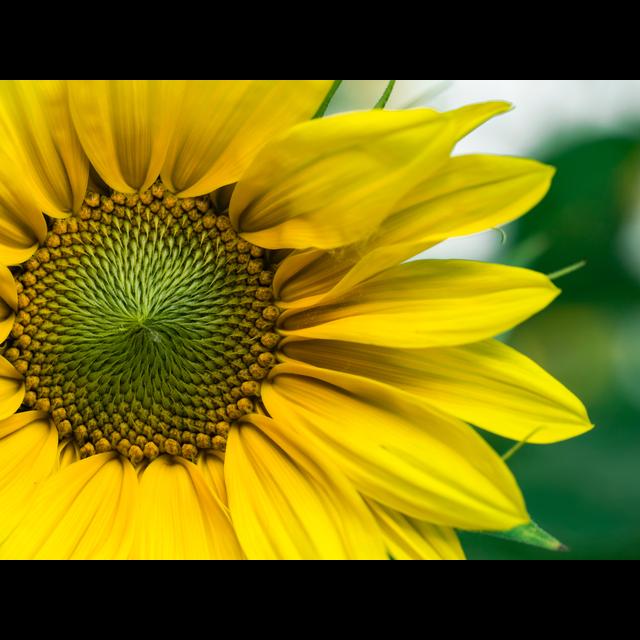 Episode 11 - The importance of plants - podcast episode cover