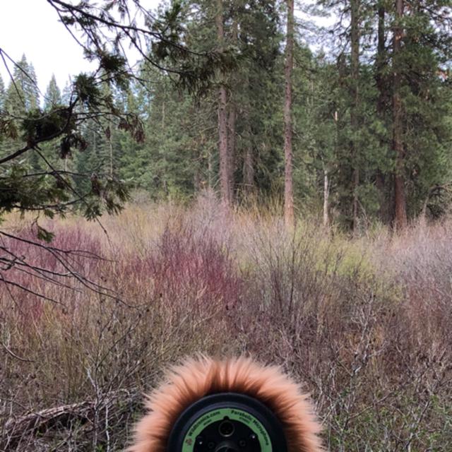 Episode 75: Evening Chorus of Frogs by the McCloud River - podcast episode cover