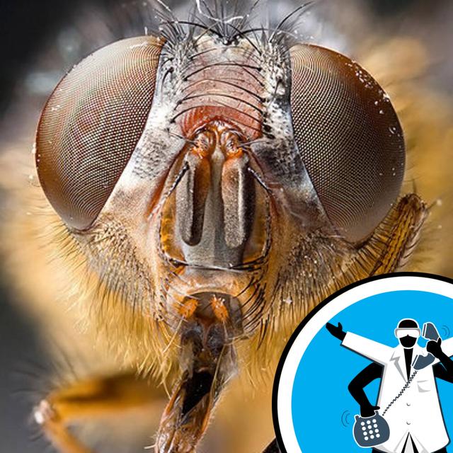 Are insecticides painful for insects? - podcast episode cover