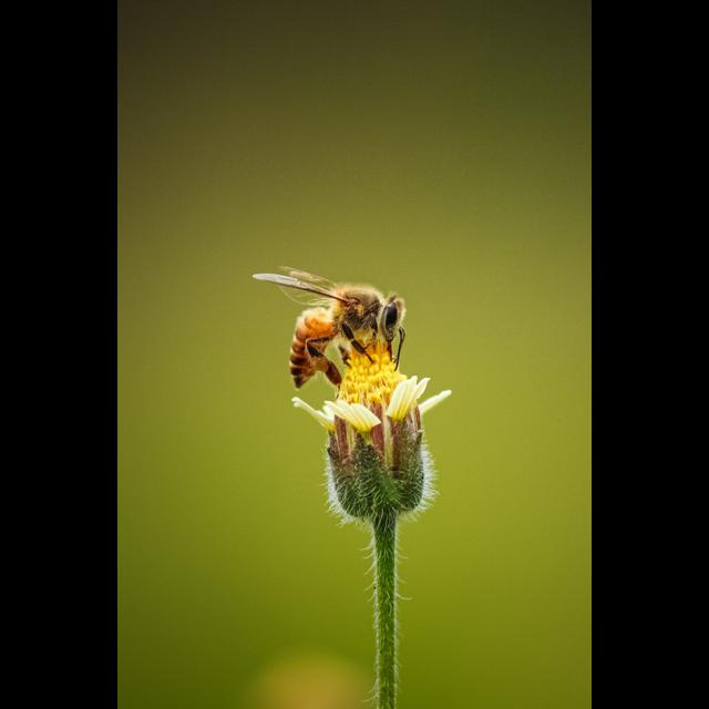 Episode 6 - Encouraging beneficial creatures to your garden - podcast episode cover