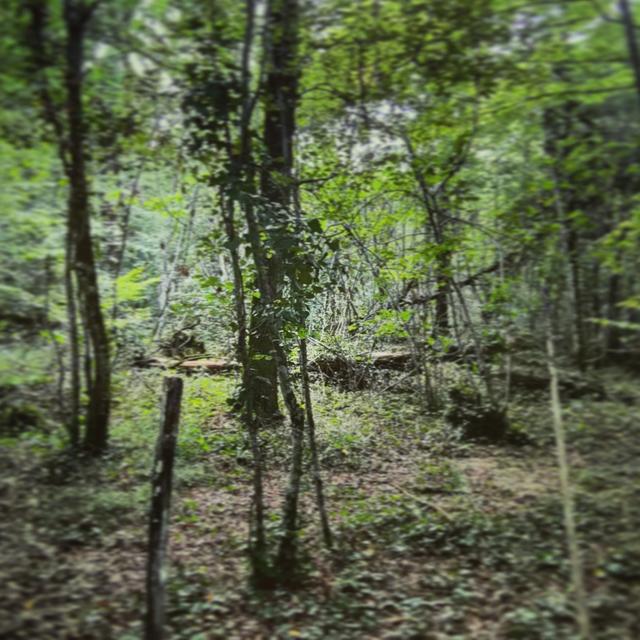 Qui est la? (French special in the forest) - podcast episode cover