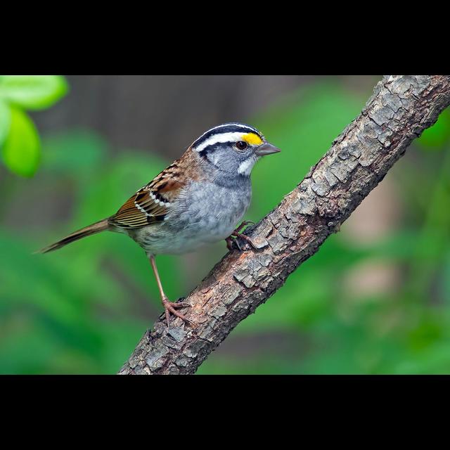 Sparrow Song Undergoes Key Change - podcast episode cover