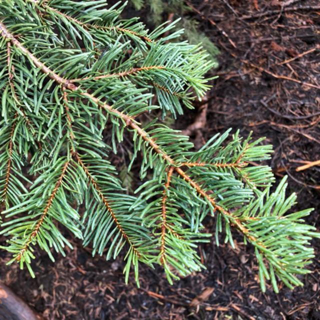 Episode 42: Forest Rain and Wind - podcast episode cover
