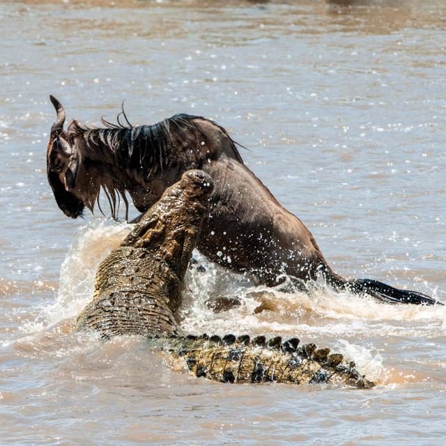 These Animals Will Mess You Up - podcast episode cover