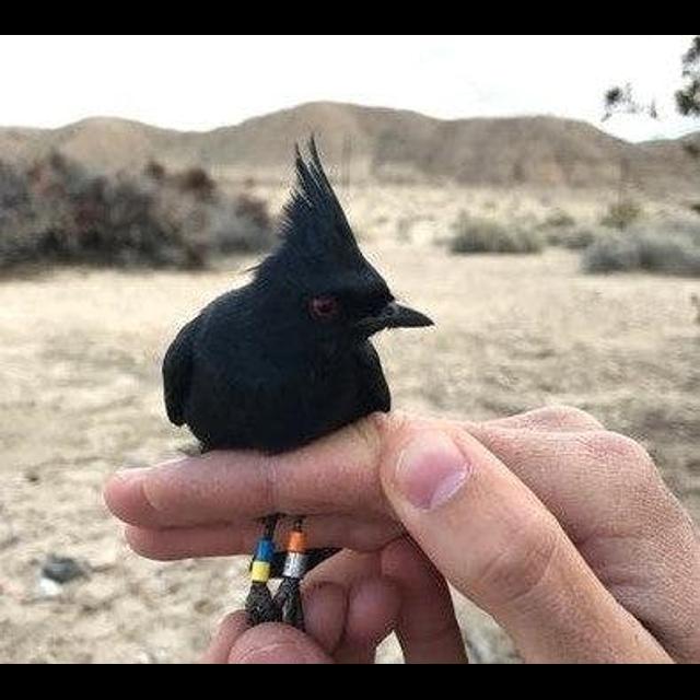 Odd Bird Migrates Twice to Breed - podcast episode cover