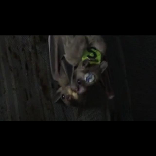 Male Bats Up Mating Odds with Mouth Morsels - podcast episode cover