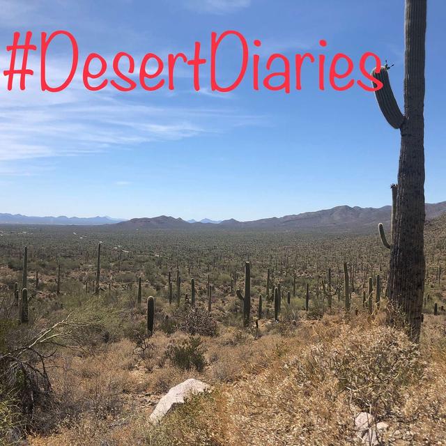 Week eight: Tucson, saguaros and dive in movies - podcast episode cover