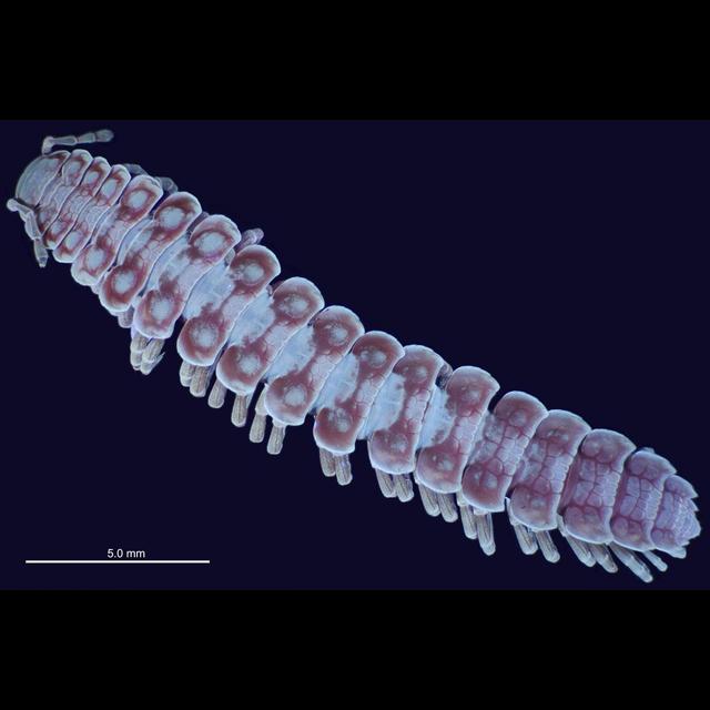 How Millipedes Avoid Interspecies Sexual Slips - podcast episode cover