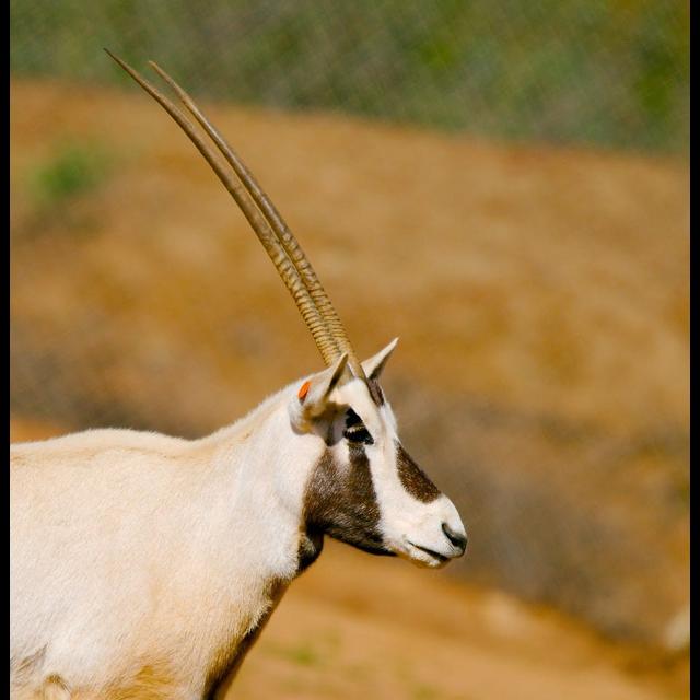 Episode 331: Arabian Oryx Back from the Brink - podcast episode cover