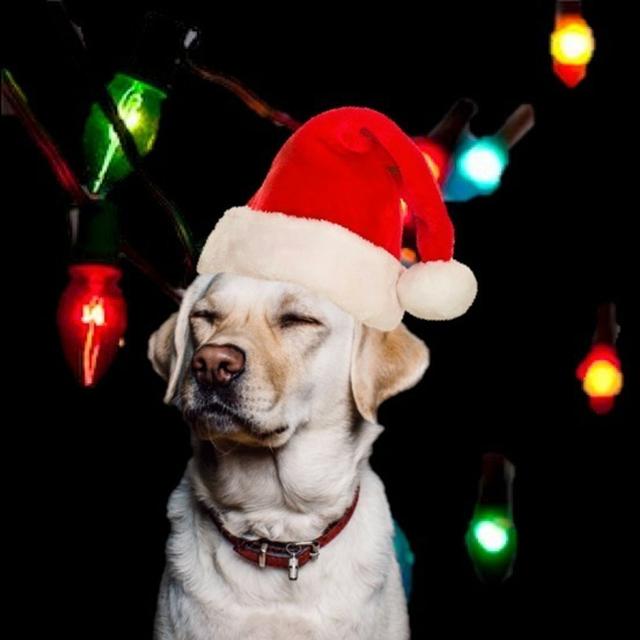 S3 Ep10: Christmas Special - Festive Fixture Focus - podcast episode cover