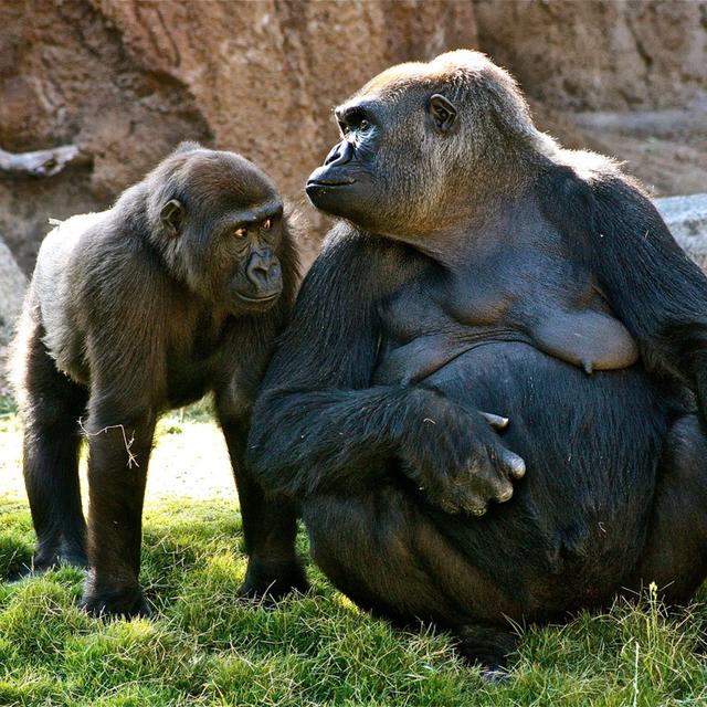 Extended Classic – Cosmic Queries: Primatology - podcast episode cover