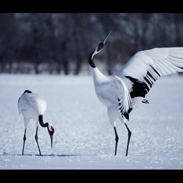 Monogamy May Be Written in Our Genes - podcast episode cover