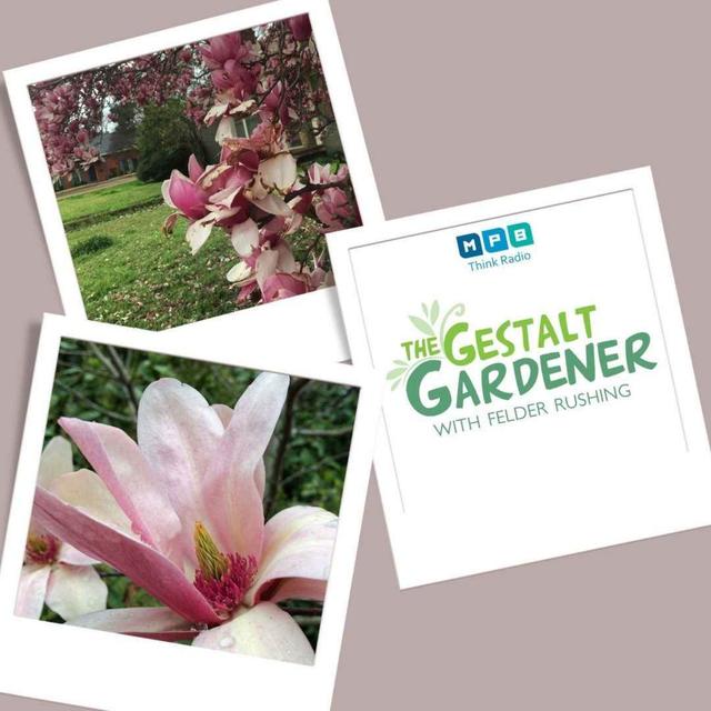 The Gestalt Gardener | Frosty Blooming - podcast episode cover