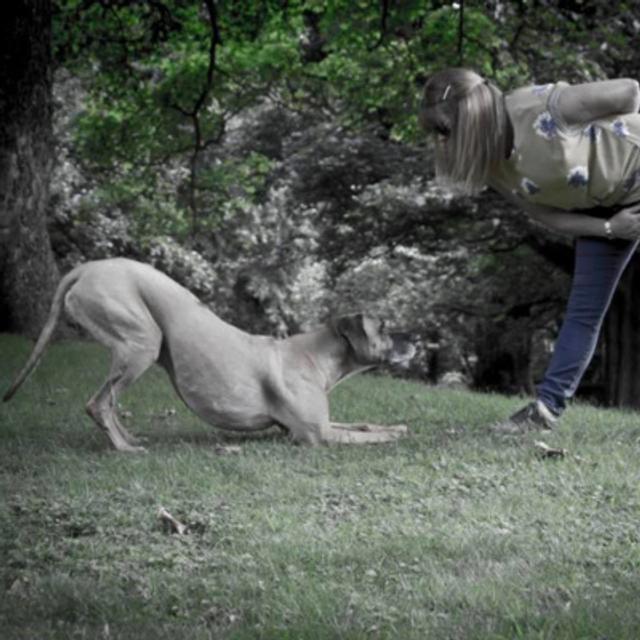 Chat and Chuckle - Bringing Home a New Puppy with Claire Staines - podcast episode cover