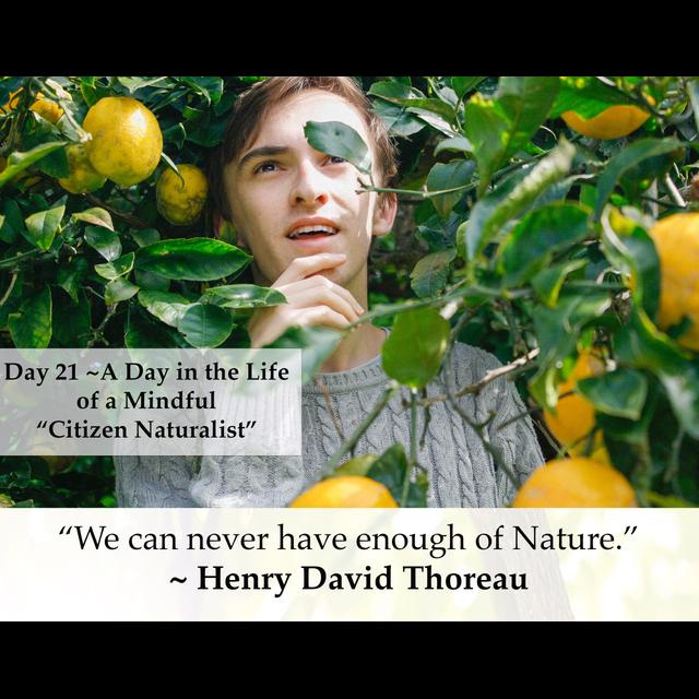 MZD - Ep 71 A Day in the Life of a Mindful "Citizen Naturalist" - podcast episode cover
