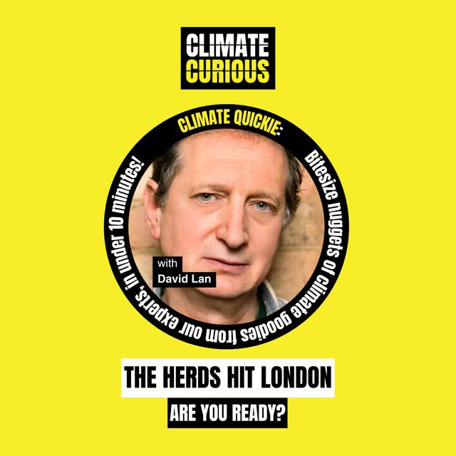 The Herds hit London: are you ready? - podcast episode cover