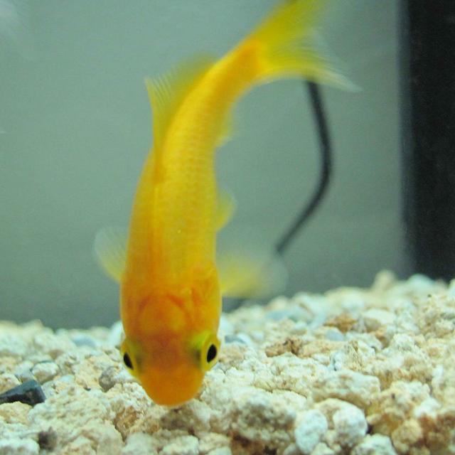 An ode to goldfish - podcast episode cover