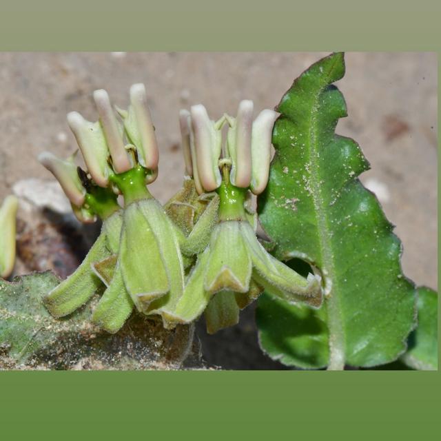 Elusive Milkweeds of South Texas - podcast episode cover
