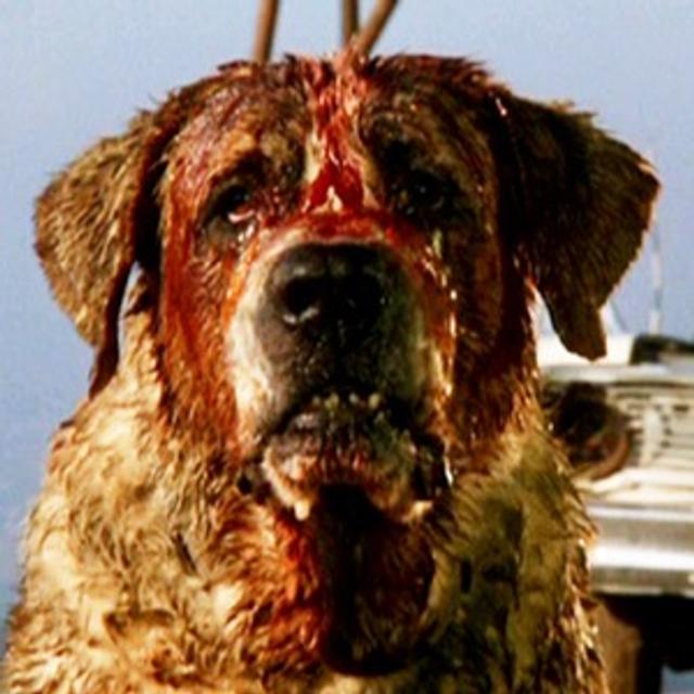 138: Cujo - podcast episode cover