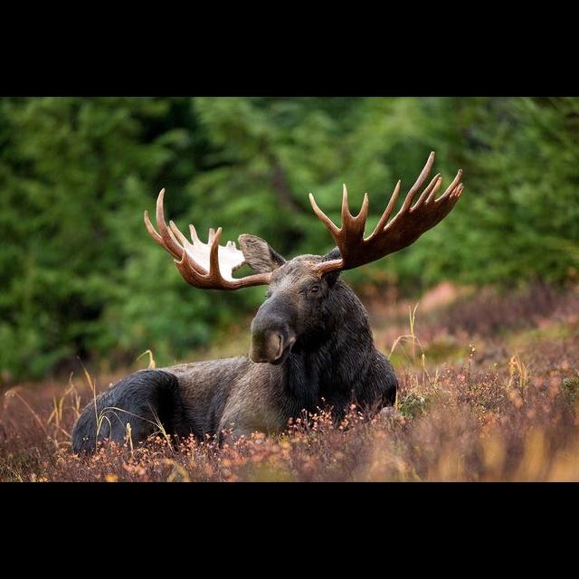Episode 356: Massive Moose Returns - podcast episode cover