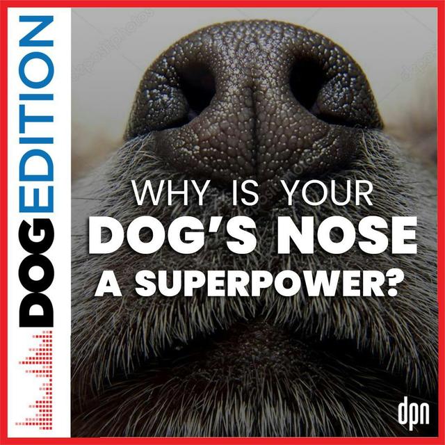 Why is your dog’s nose a superpower? | Dog Edition #42 - podcast episode cover