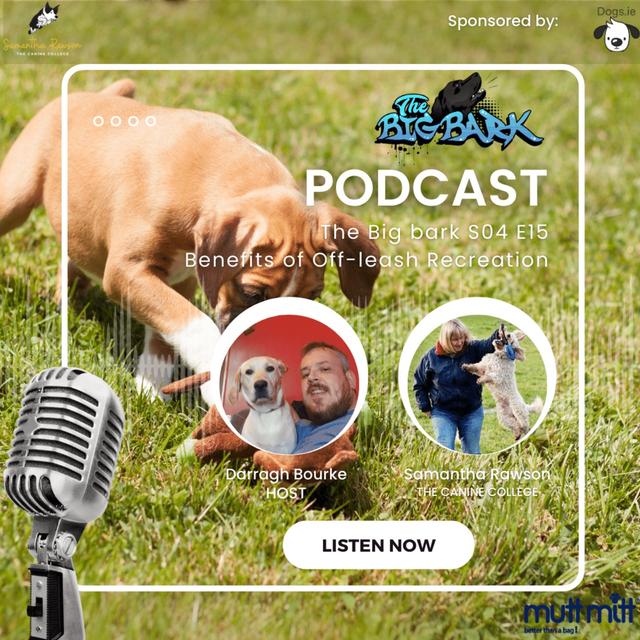 The Big Bark S04 E 15- Episode #75 - Benefits of Off leash Recreational activity - podcast episode cover