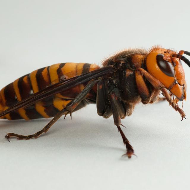 50: How Japan's 'murder hornet' got its new name w/ Matt Alt - podcast episode cover