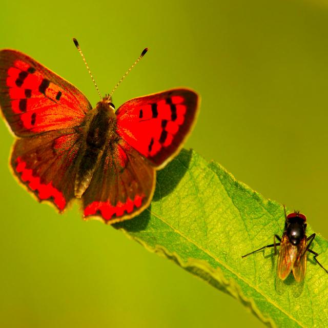 City Life Favors Downsized Invertebrates - podcast episode cover