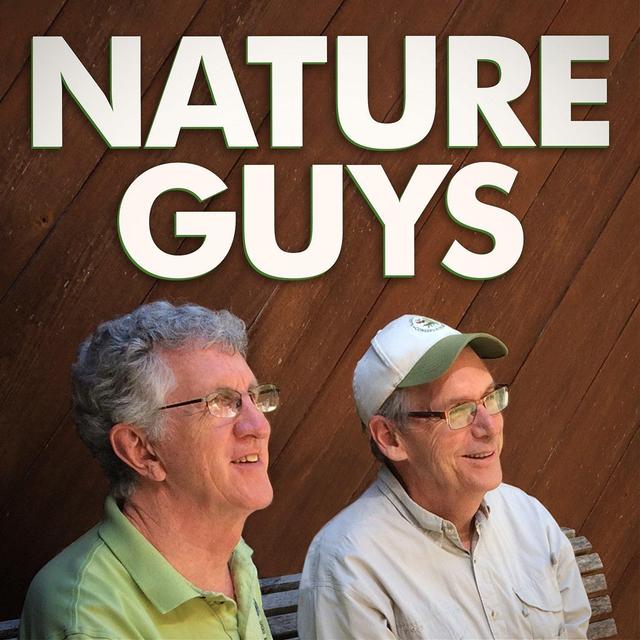 A Nursery Web Spider Named Fred - podcast episode cover