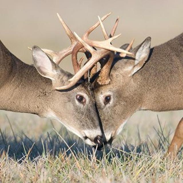 TW 306 - Hunting in Unit CWD? What You Need To Know! - podcast episode cover