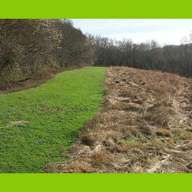 TW 196 - Stop Recreational Bushhog Disease - podcast episode cover