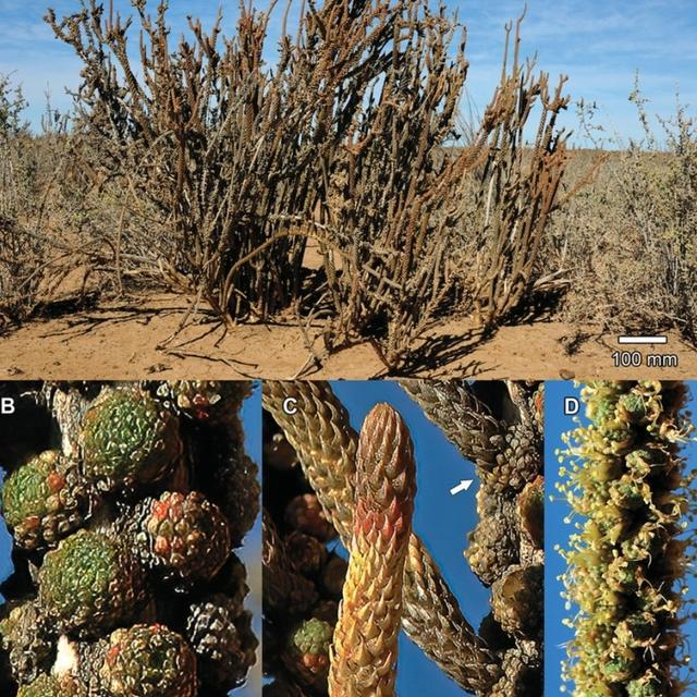 A Clusterf*ck of Mustards - The Order Brassicales - podcast episode cover