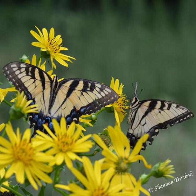 5 Late Summer Blooming Native Plants I Love - podcast episode cover