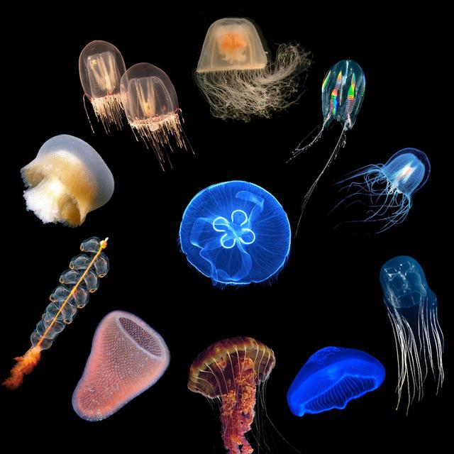 [UNLOCKED] Meet Your Jellyfish Overlords - podcast episode cover