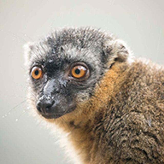 Never Get Another Blurry Wildlife Photo Ever Again - podcast episode cover
