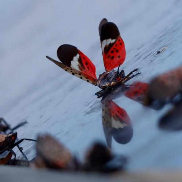 Stomp, scrape, repeat: What you can do to stop the spotted lanternfly - podcast episode cover