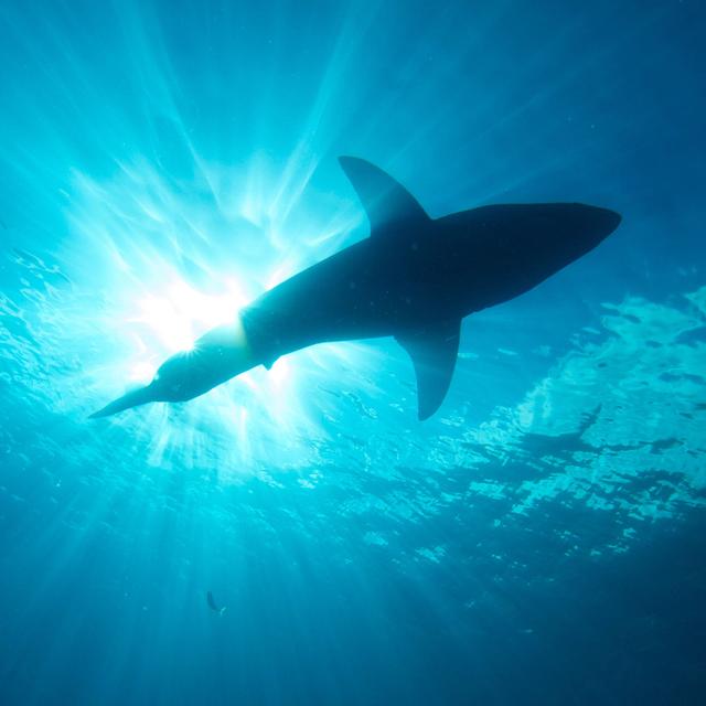 Cosmic Queries – Sharks - podcast episode cover