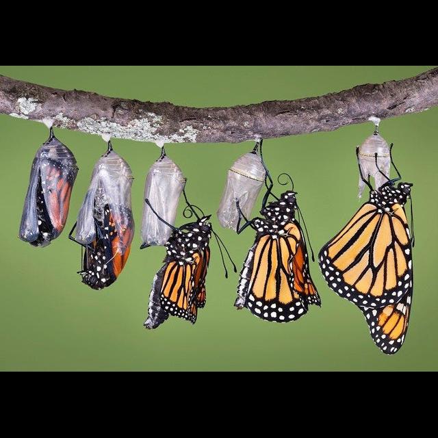 Planting Milkweed for Monarchs? Make Sure It's Native - podcast episode cover