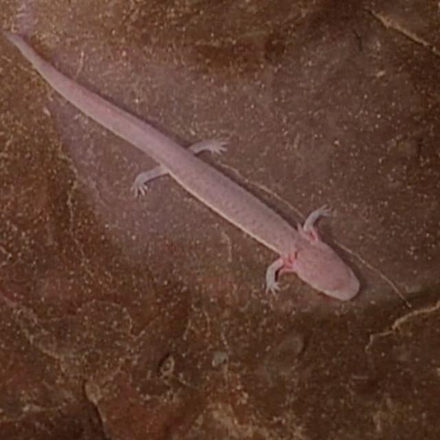 TW 313 - Mysterious TN Cave Salamander - podcast episode cover
